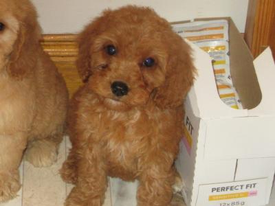 Cockapoo puppies in Carlow